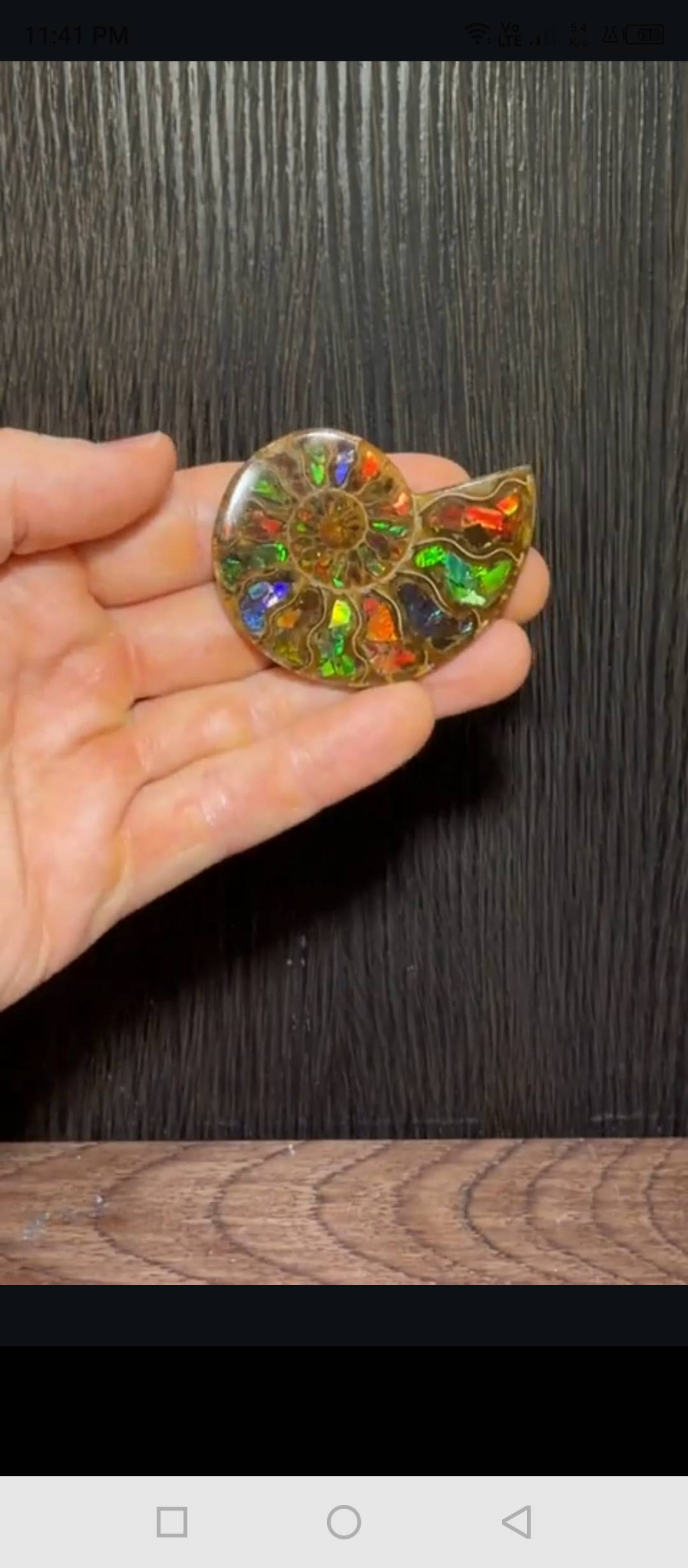 Ammolite 1
