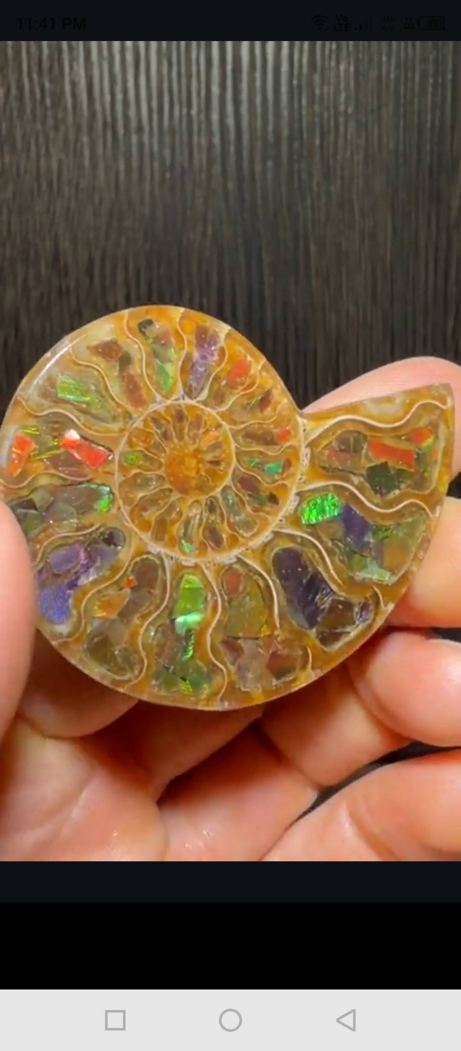 Ammolite 2